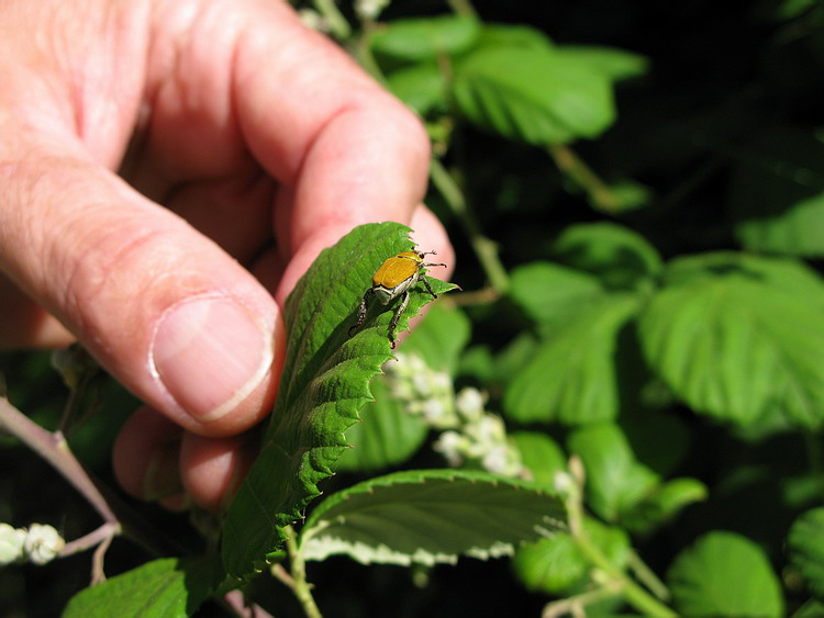 Da identificare... - Hoplia argentea