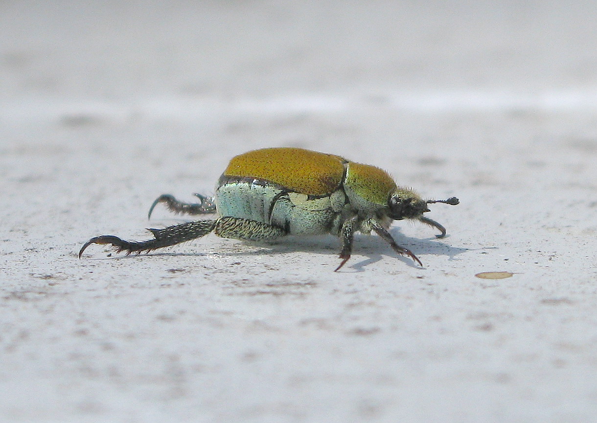 Da identificare... - Hoplia argentea