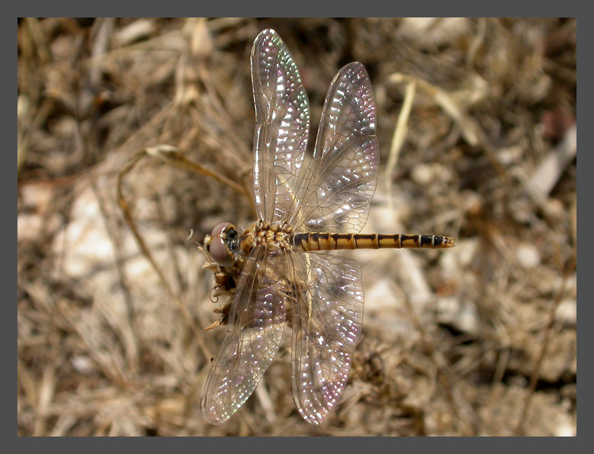 Libellula - Selysiothemis nigra