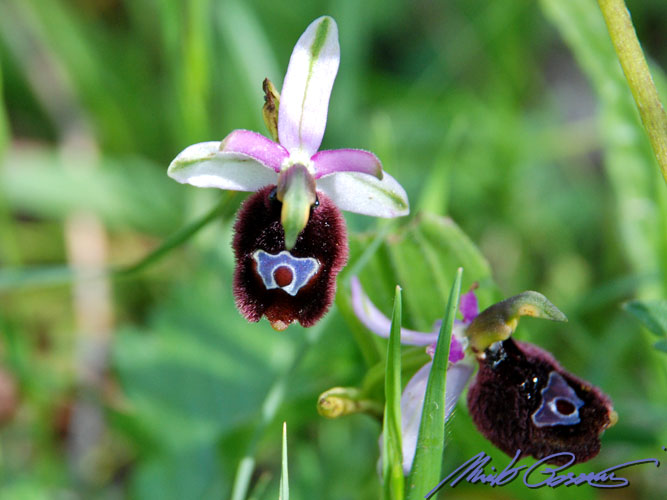 Ophrys bertolonii