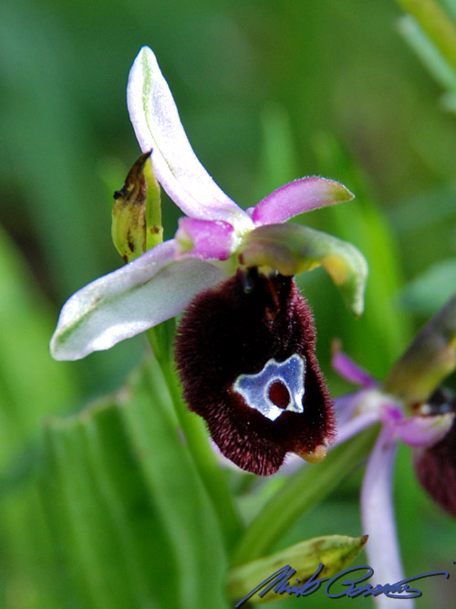 Ophrys bertolonii