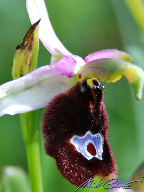 Ophrys bertolonii