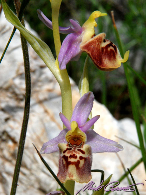 Carrellata di.... Holoserica?