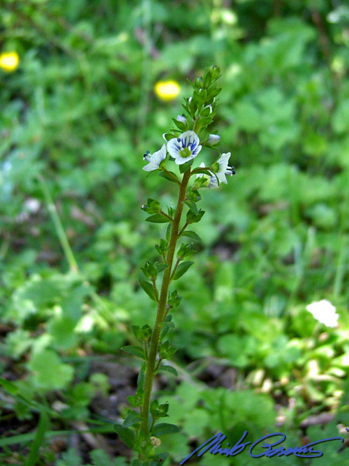 Veronica serpyllifolia