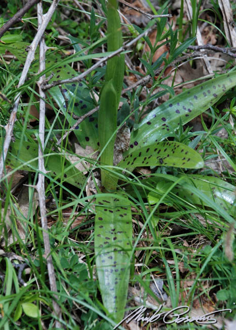 Orchis xpenzigiana - Orchis mascula con foglie maculate