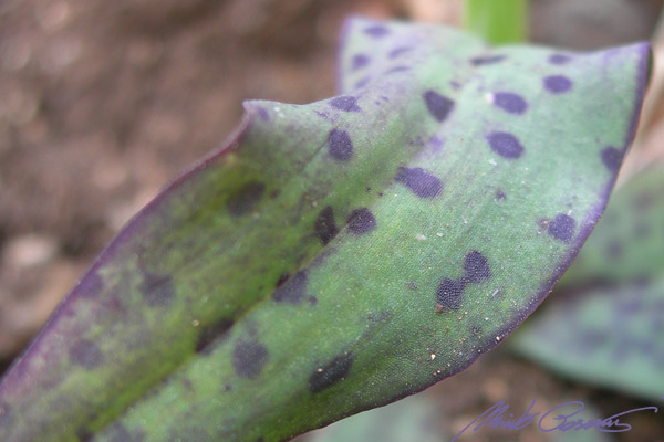 Neotinea maculata