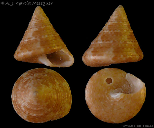 Calliostoma sp. ??