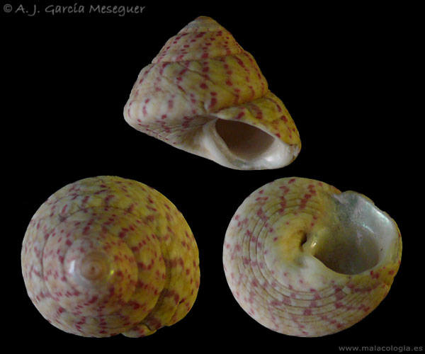 Gibbula divaricata y rarilineata