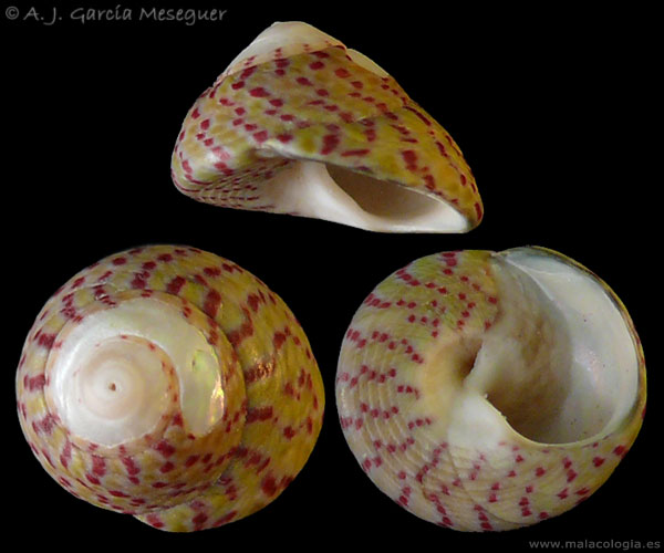 Gibbula divaricata y rarilineata