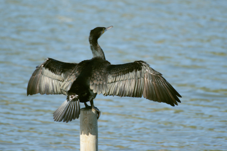 Cormorano in asciugatura rapida