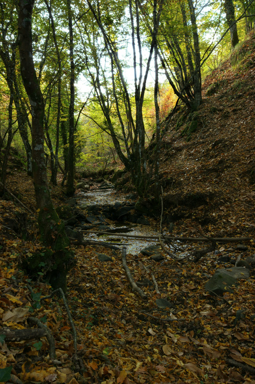 Il bosco nel chianti