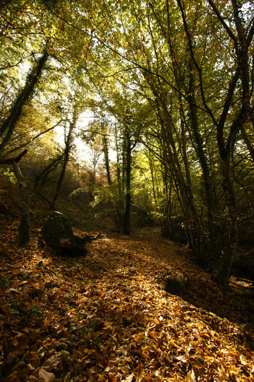 Il bosco nel chianti