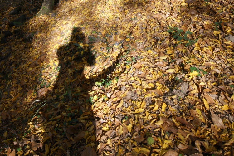 Il bosco nel chianti