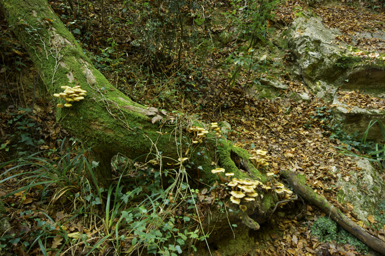 Nei boschi sopra Fiesole