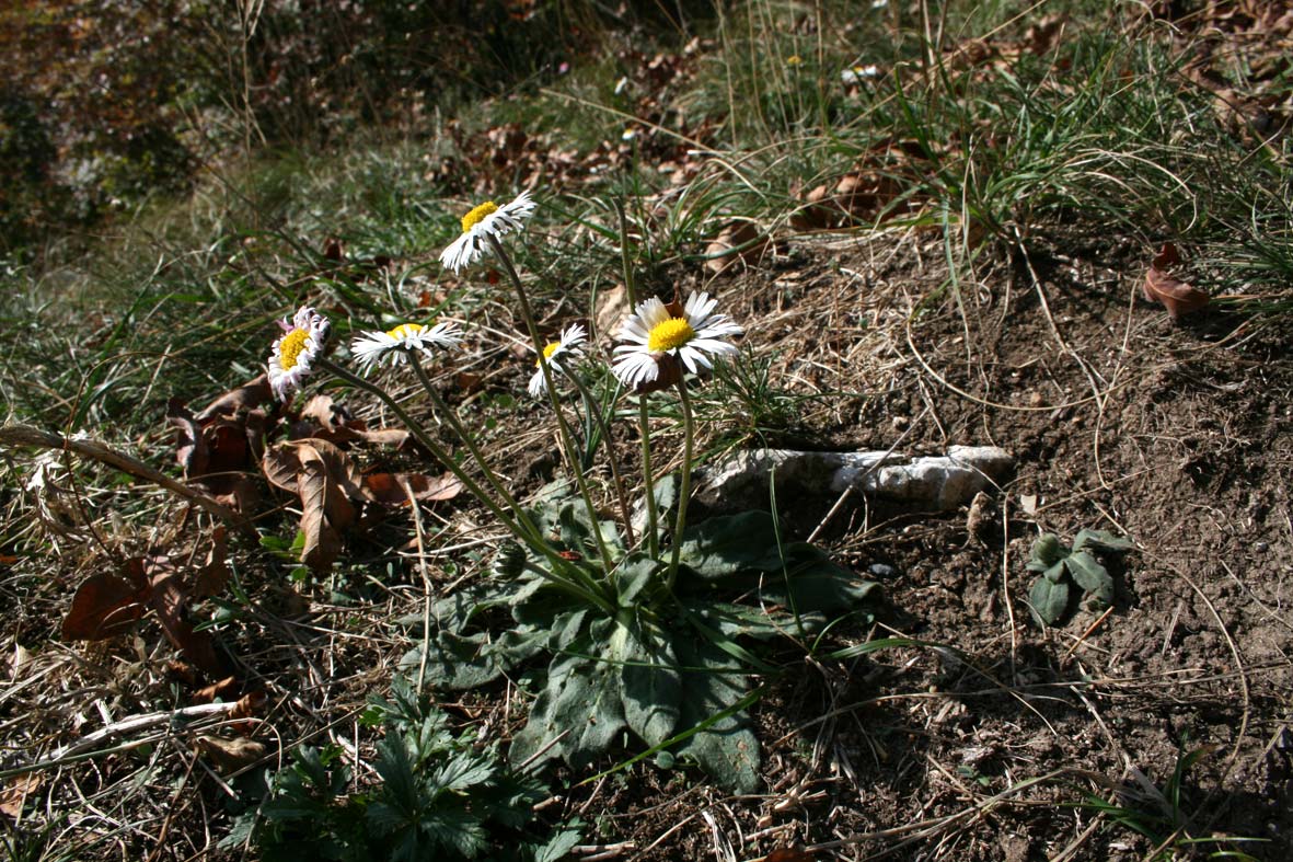 Bellis sylvestris / Margherita autunnale