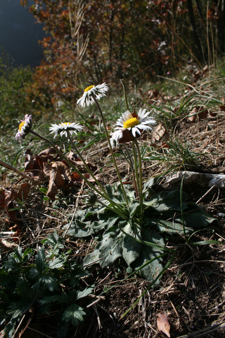 Bellis sylvestris / Margherita autunnale