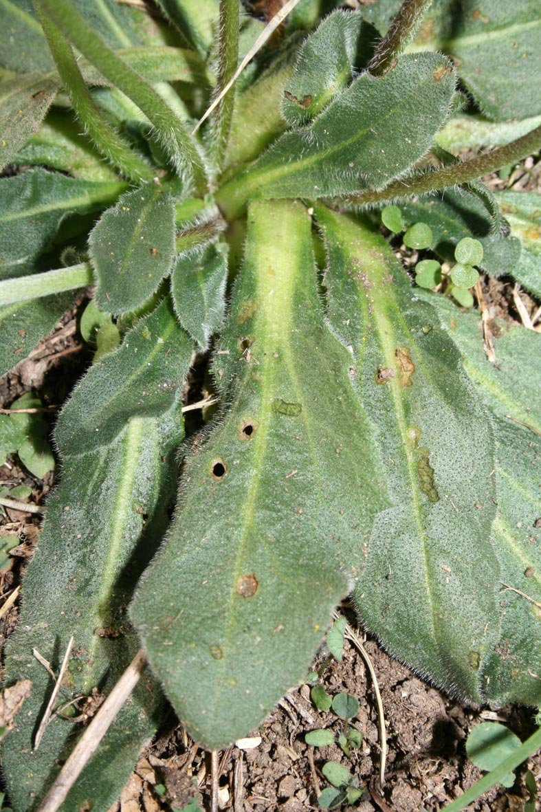 Bellis sylvestris / Margherita autunnale