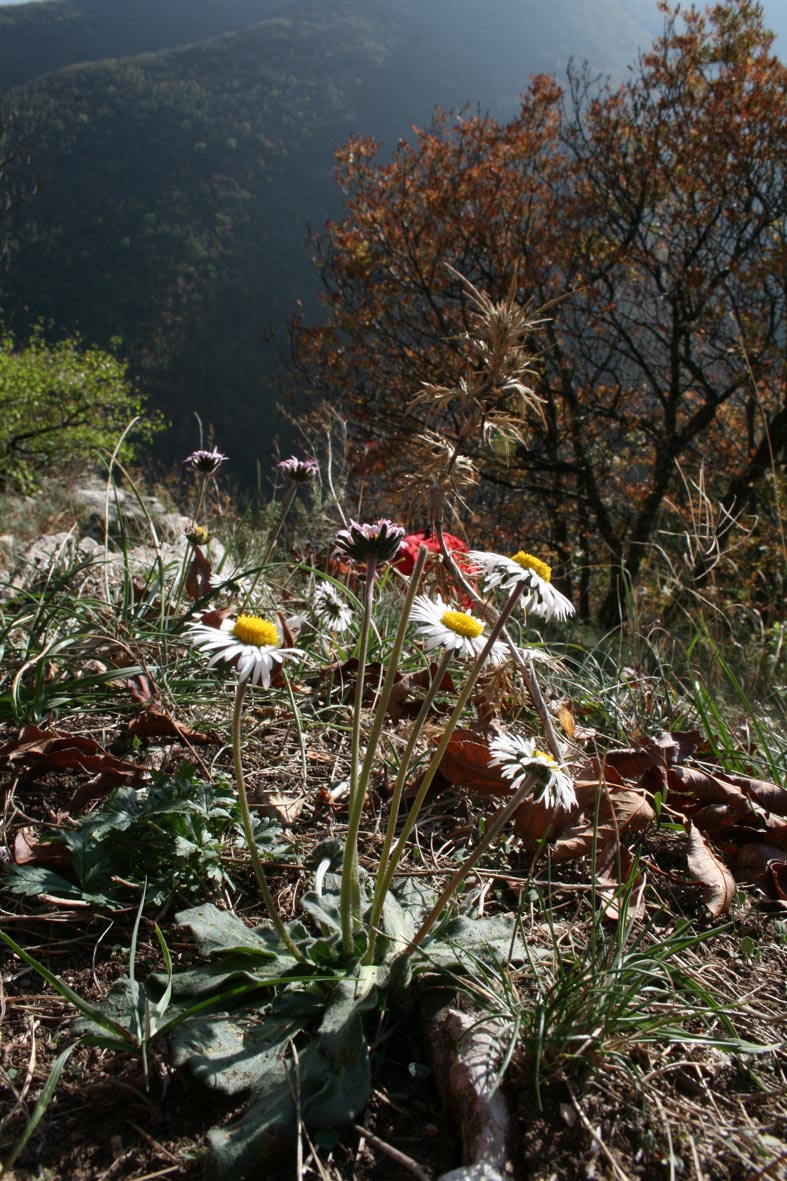 Bellis sylvestris / Margherita autunnale