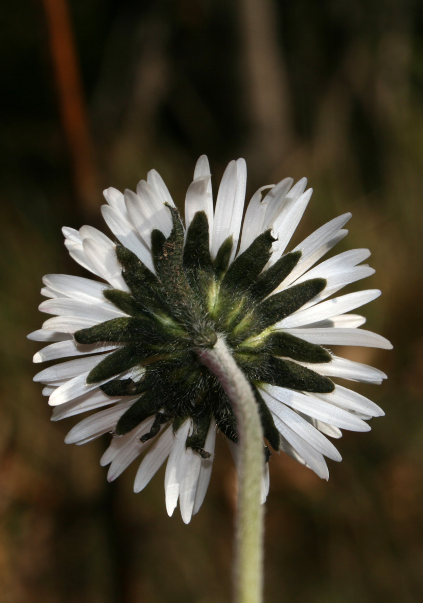 Bellis sylvestris / Margherita autunnale