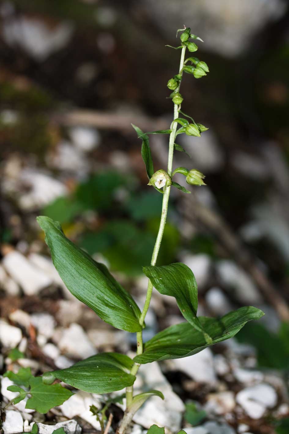 helleborine helleborine ?