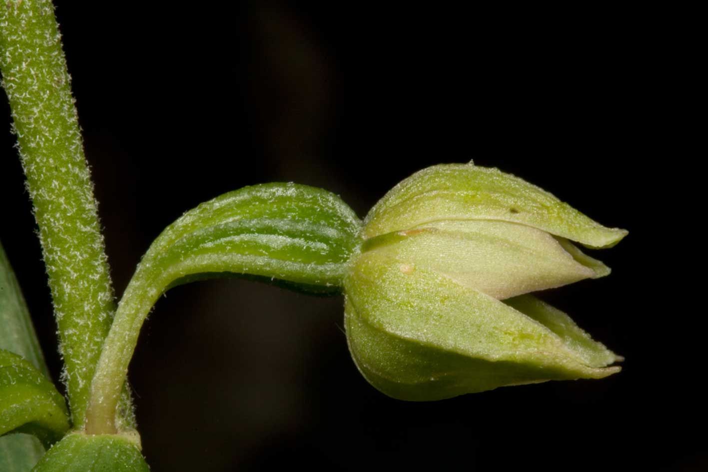 helleborine helleborine ?