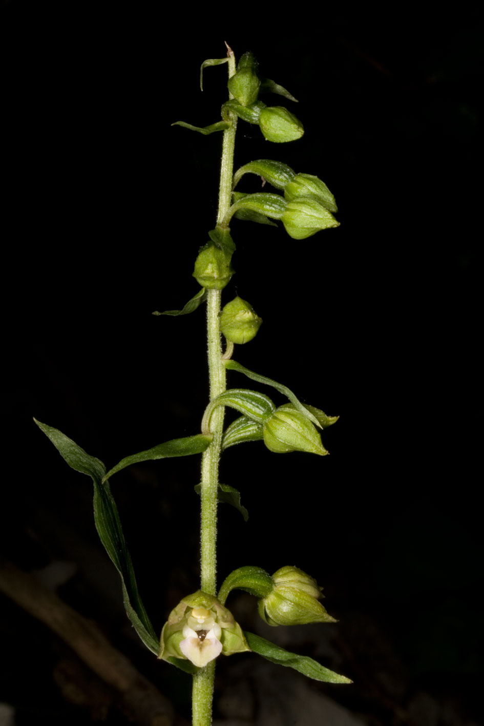 helleborine helleborine ?