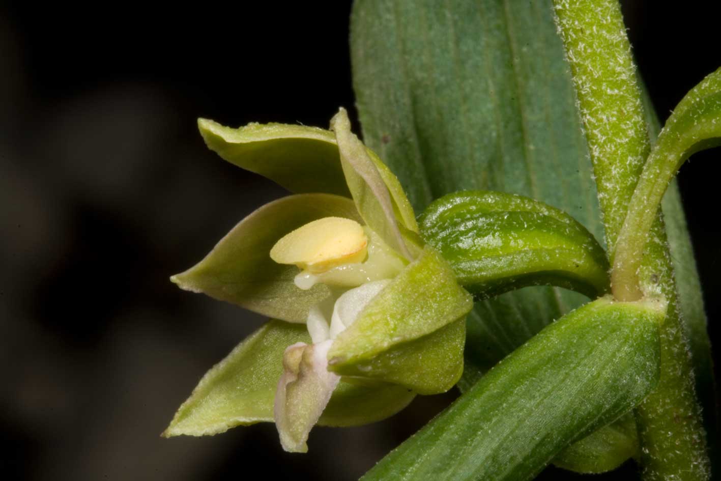 helleborine helleborine ?