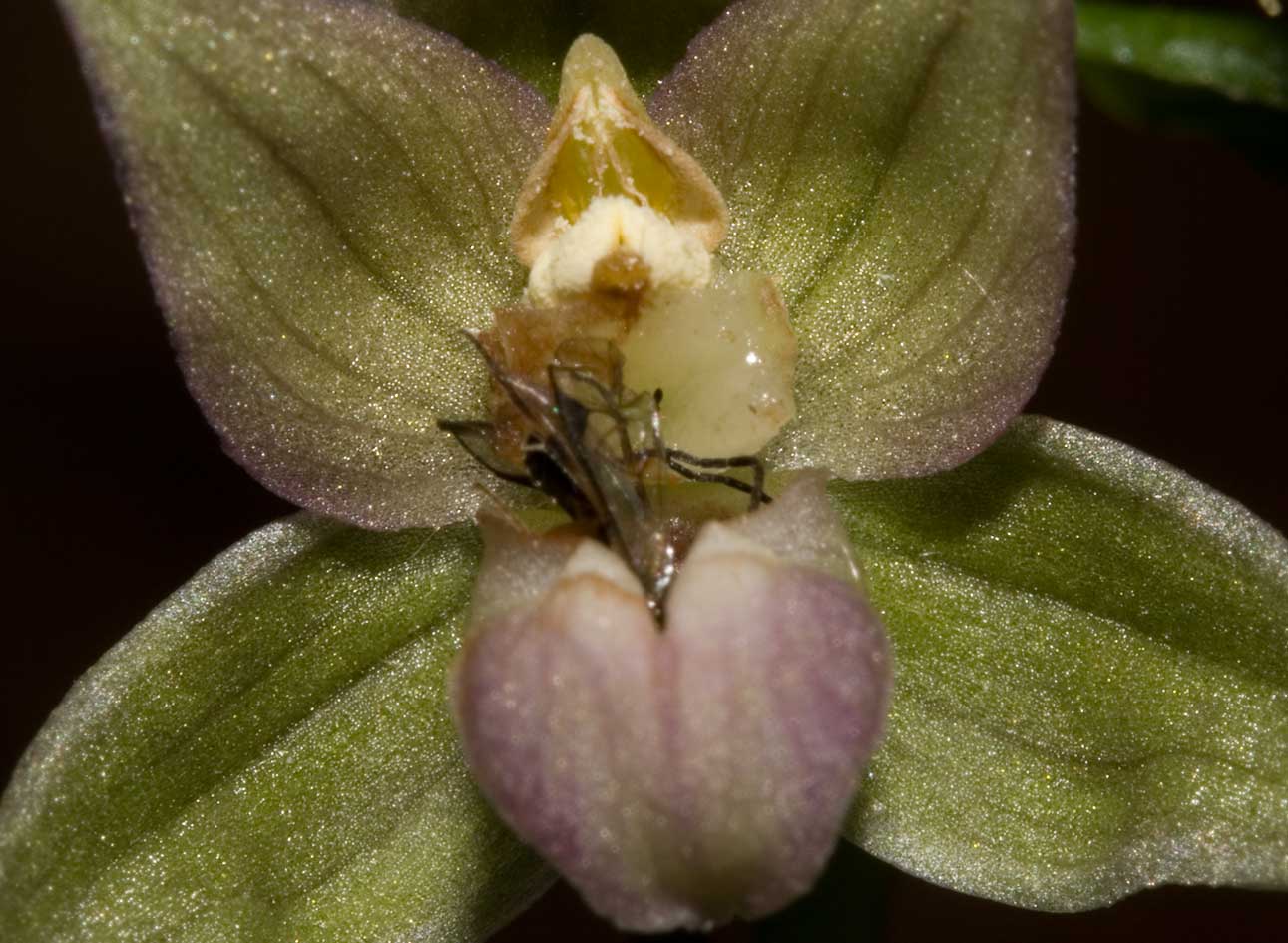 Epipactis carnivora ?!