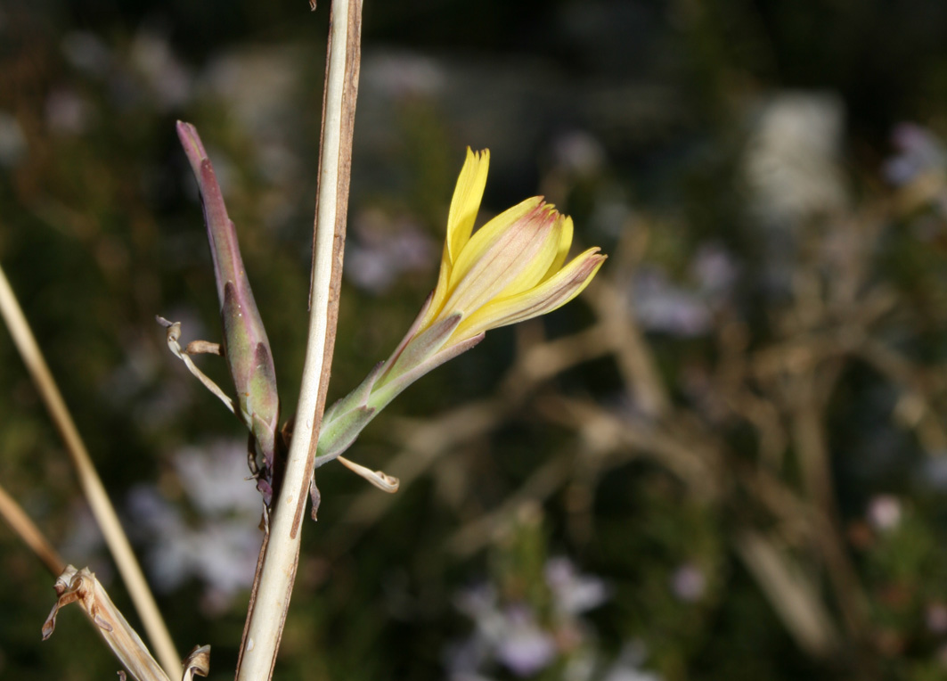 Lactuca viminea subsp. chondrilliflora / Lattuga con fiori di condrilla