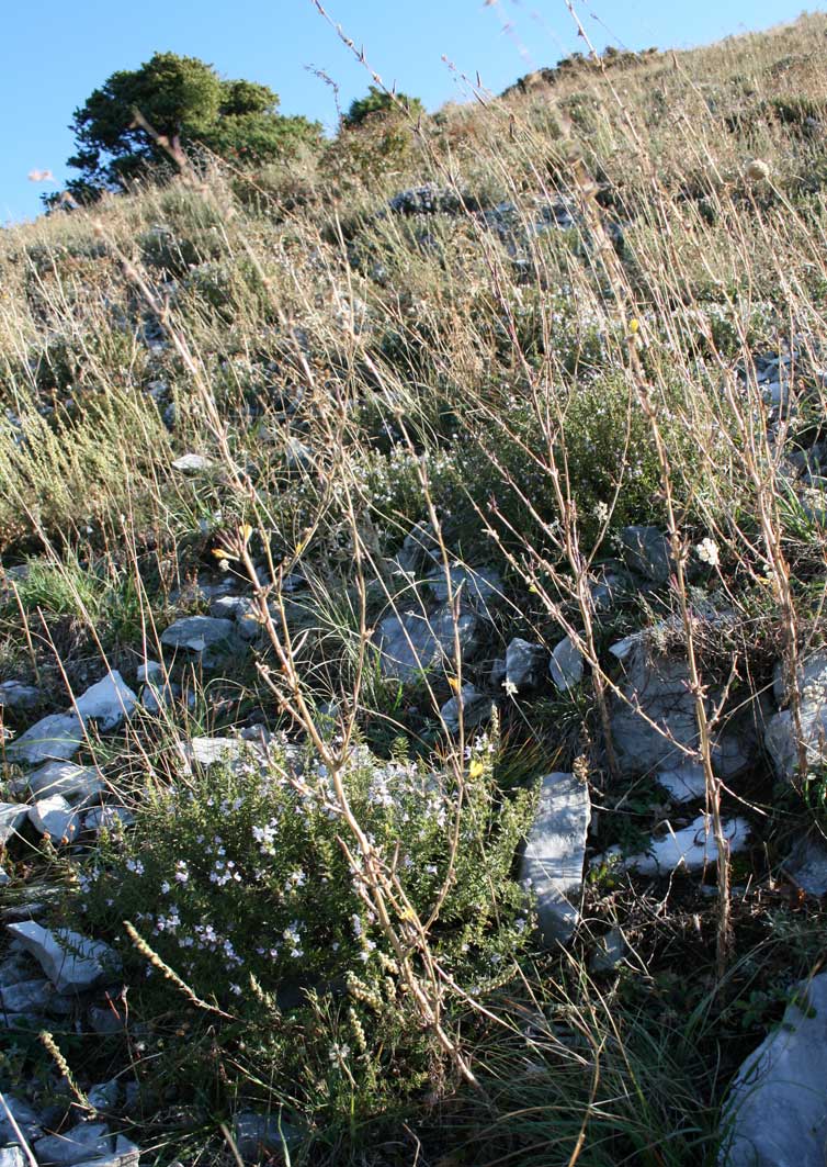 Lactuca viminea subsp. chondrilliflora / Lattuga con fiori di condrilla