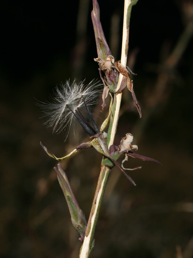 Lactuca viminea subsp. chondrilliflora / Lattuga con fiori di condrilla