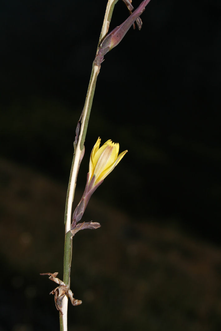 Lactuca viminea subsp. chondrilliflora / Lattuga con fiori di condrilla