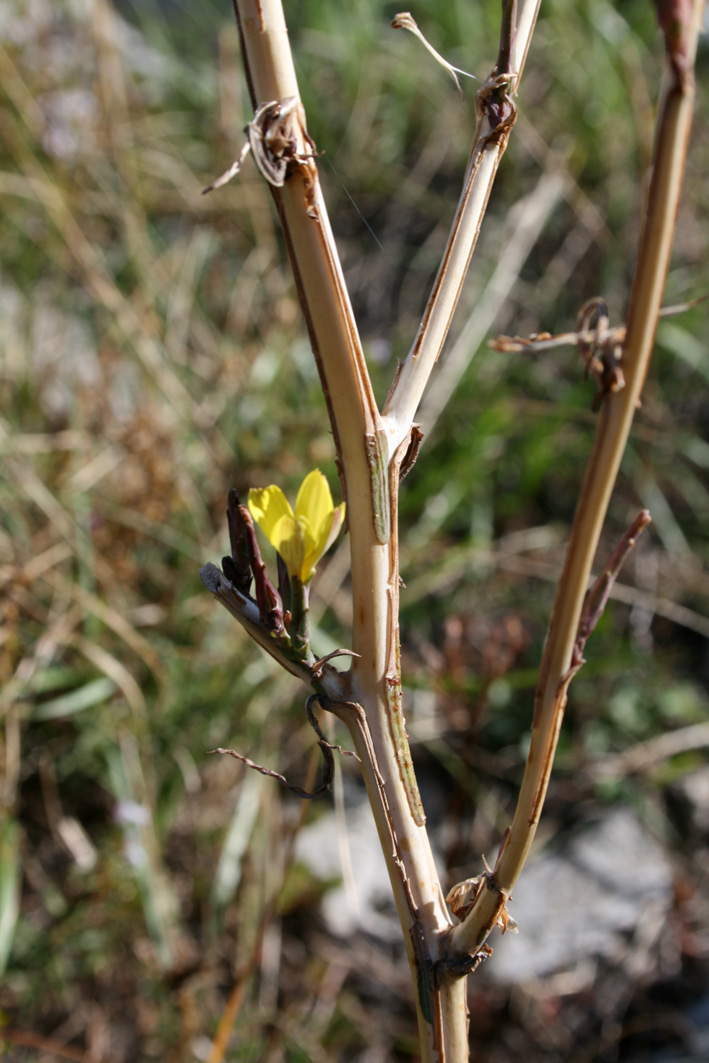 Lactuca viminea subsp. chondrilliflora / Lattuga con fiori di condrilla