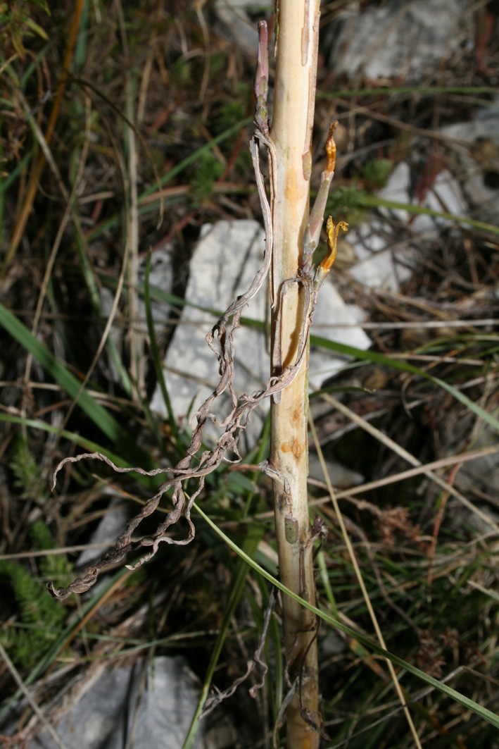 Lactuca viminea subsp. chondrilliflora / Lattuga con fiori di condrilla