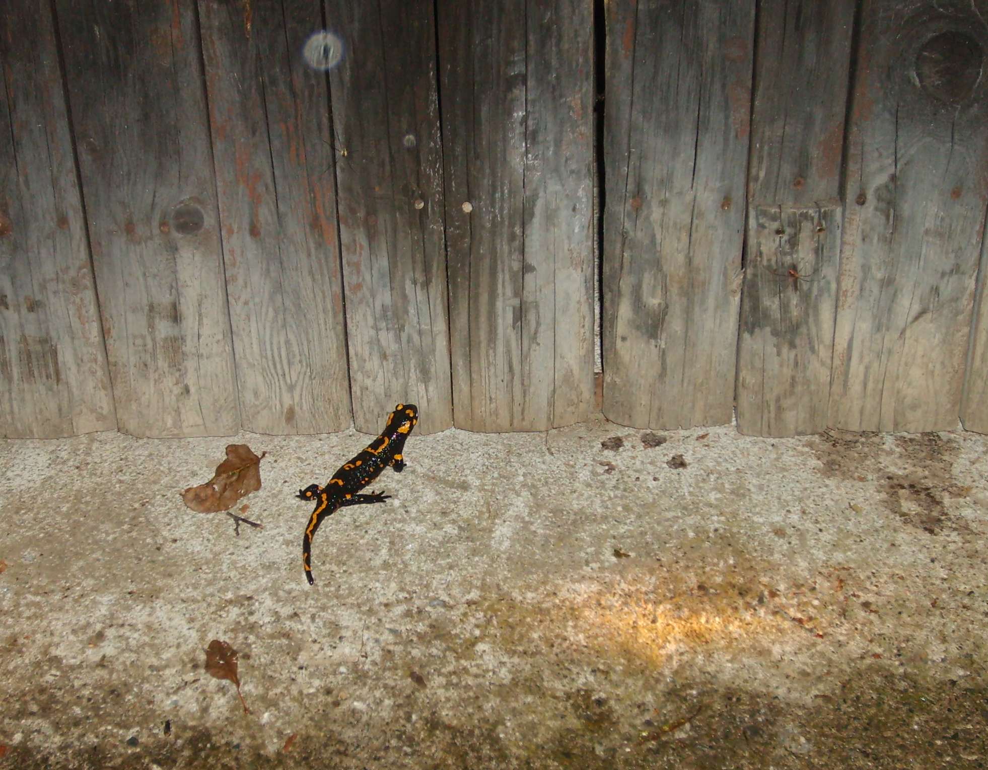 Vecchia conoscenza... ovvero salamandra (quasi) stanziale