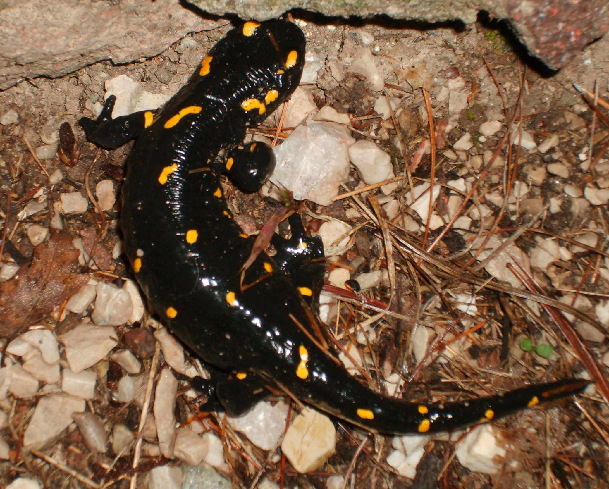 Di nuovo incinta! Salamandra salamandra