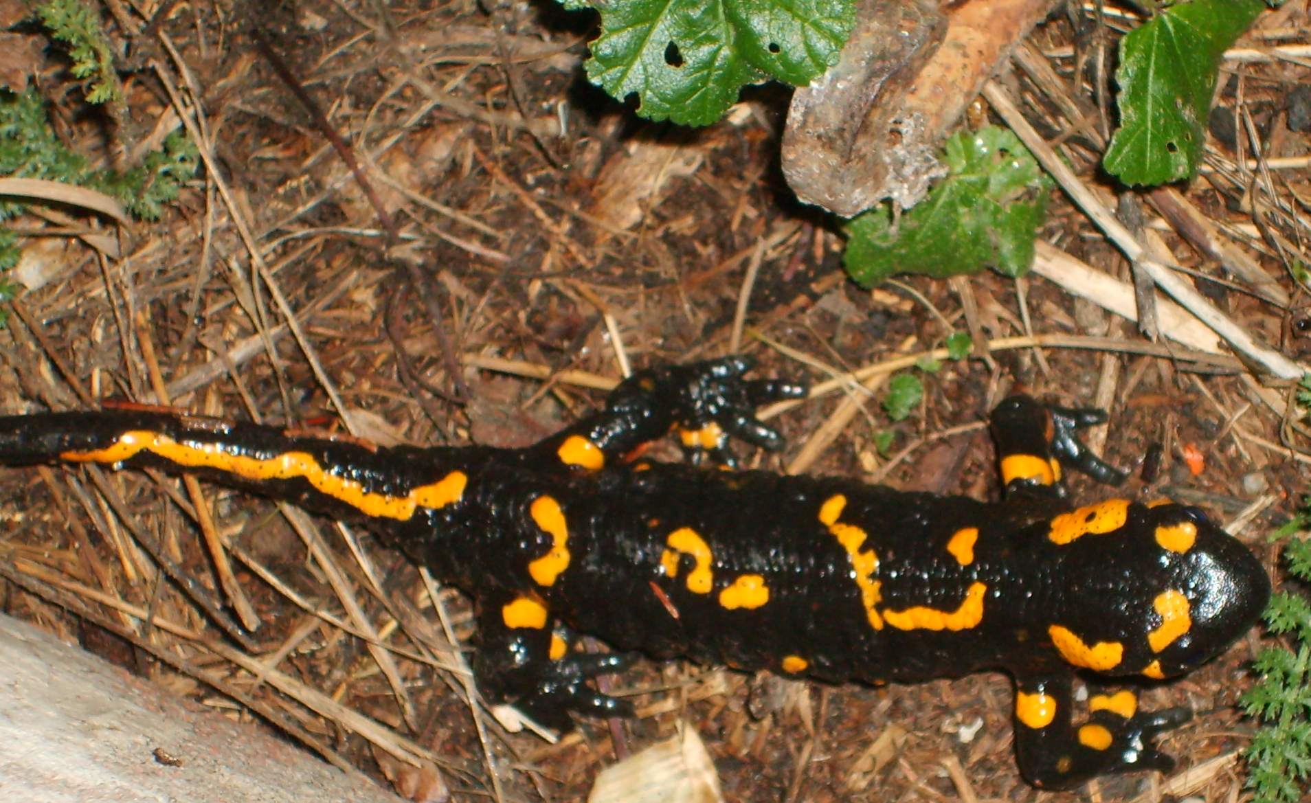 salamandra da identificare - Salamandra salamandra