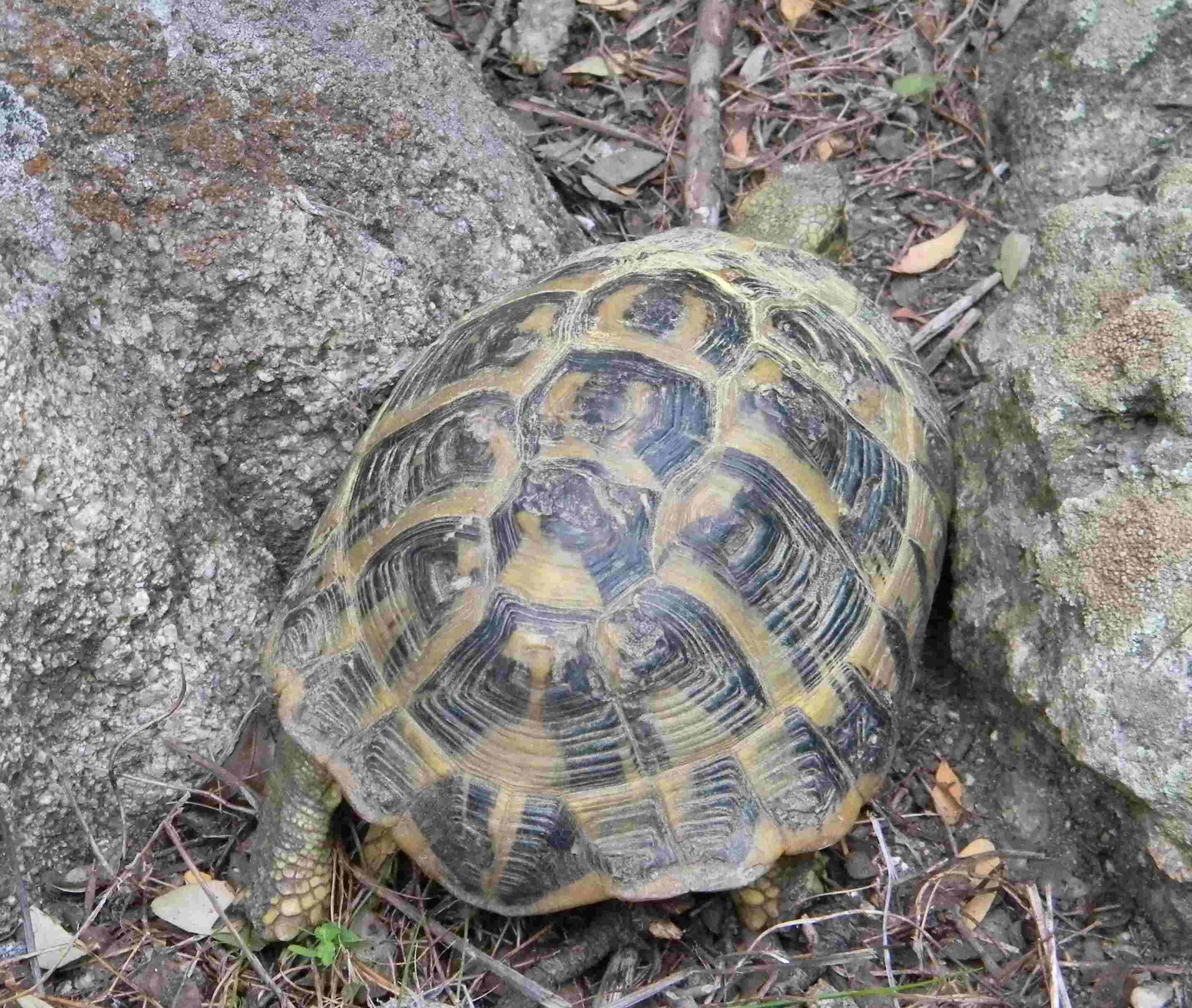 Rassegna di rettili dalla Sardegna: identificazione