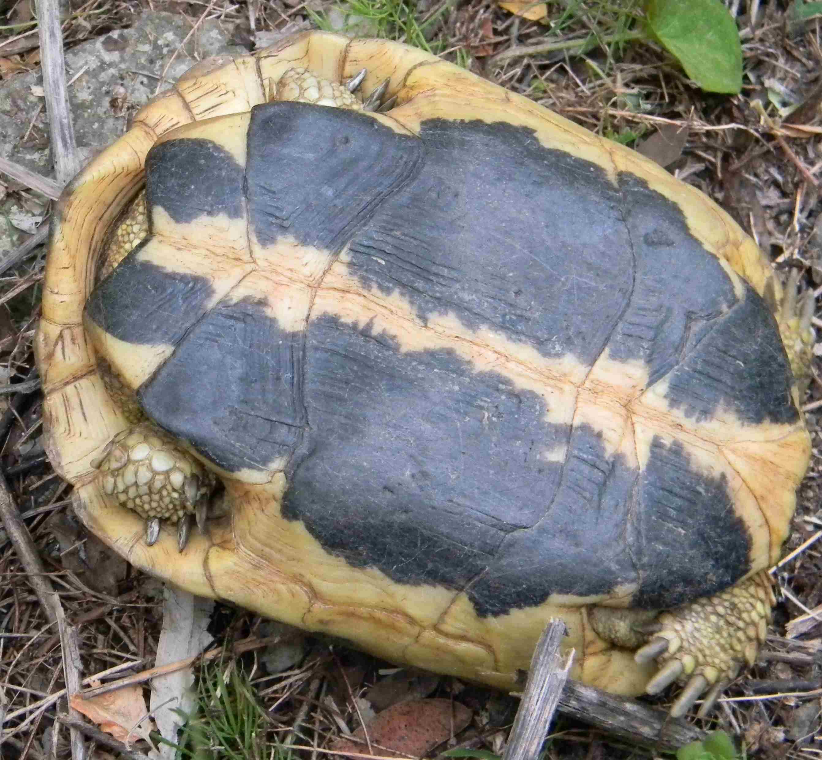 Rassegna di rettili dalla Sardegna: identificazione