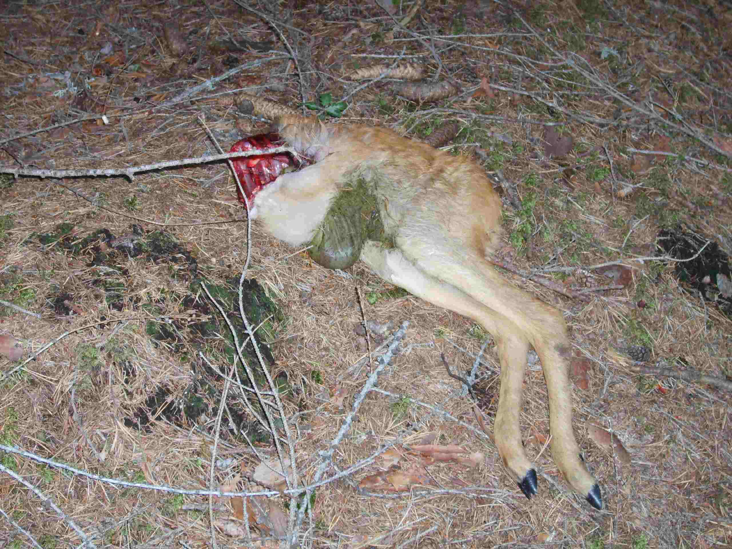 Chi ha mangiato il capriolino?