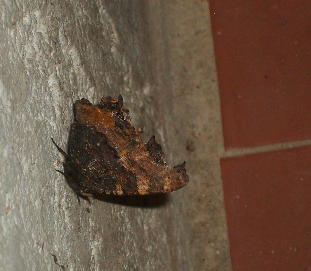 Aiuto... Polygonia (?) in casa. Come farla svernare?