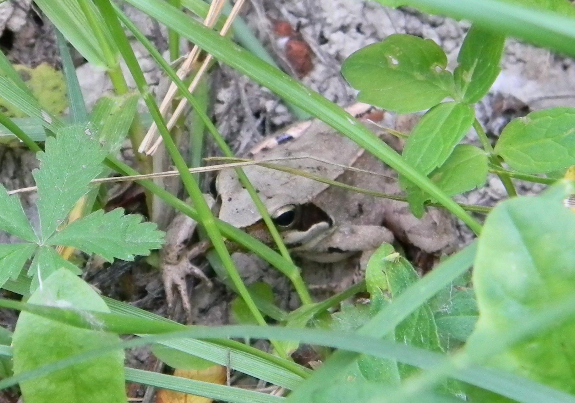 Rana rossa da identificare - probabile Rana latastei