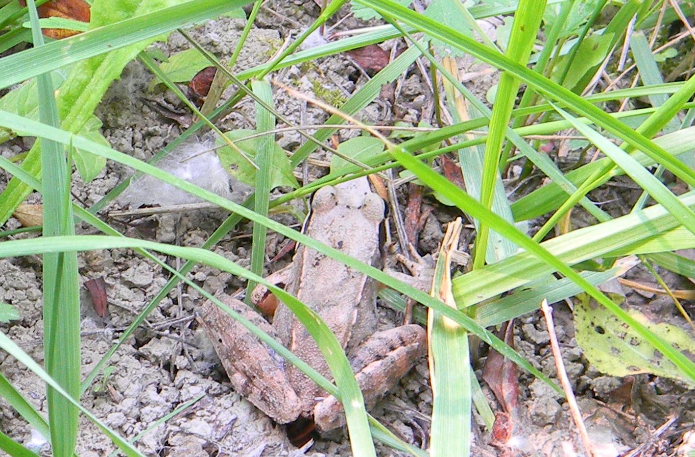 Rana rossa da identificare - probabile Rana latastei