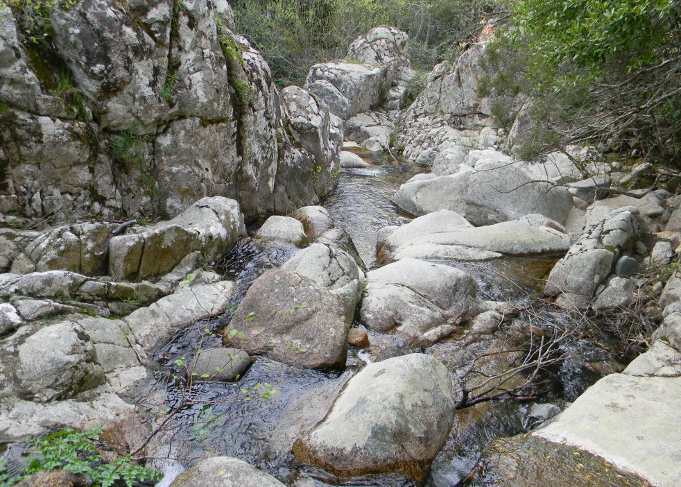 Euproctus platycephalus NON nell''acqua!