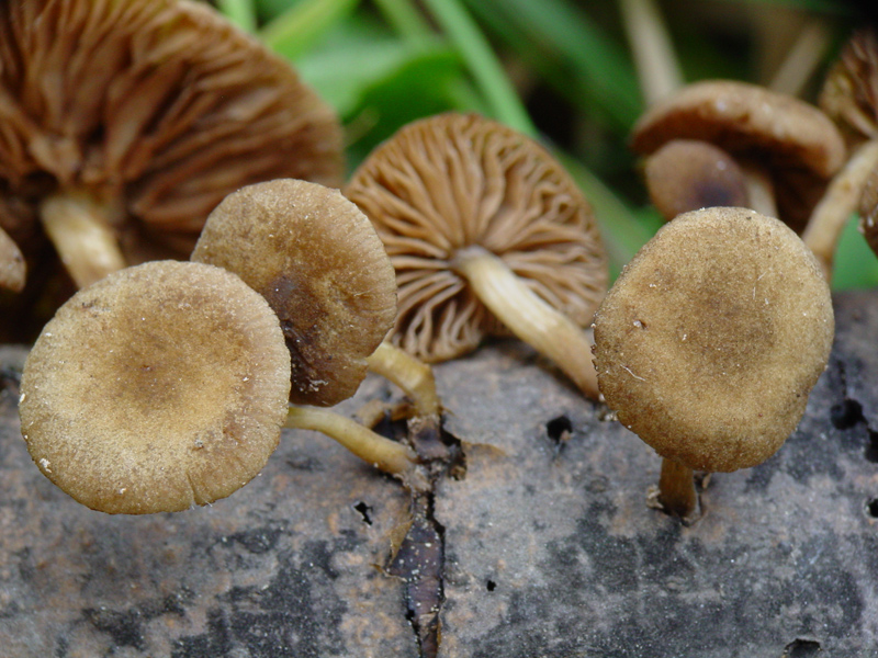 Simocybe da confermare