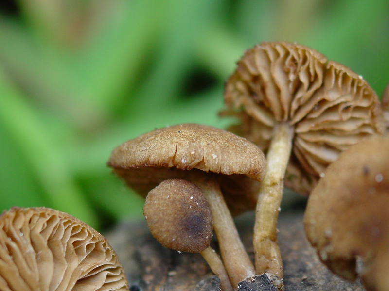 Simocybe da confermare