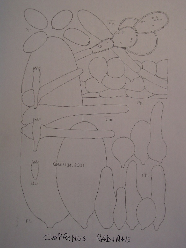 Coprinus radians?