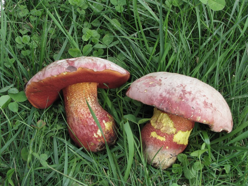 Boletus quelitii ? e ...l''altro??