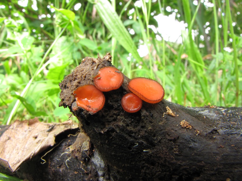 Scutellinia vitreola