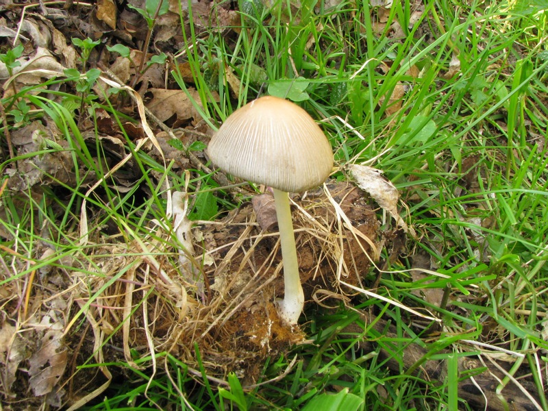 Coprinus radians?